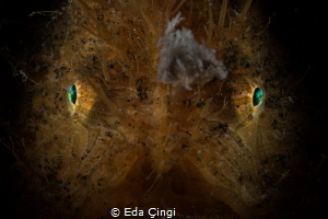 hairy eyes by Eda Çıngı 